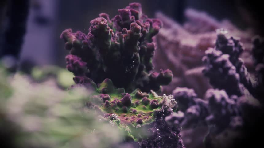 A close-up view of a vibrant purple and green branching coral in a reef aquarium