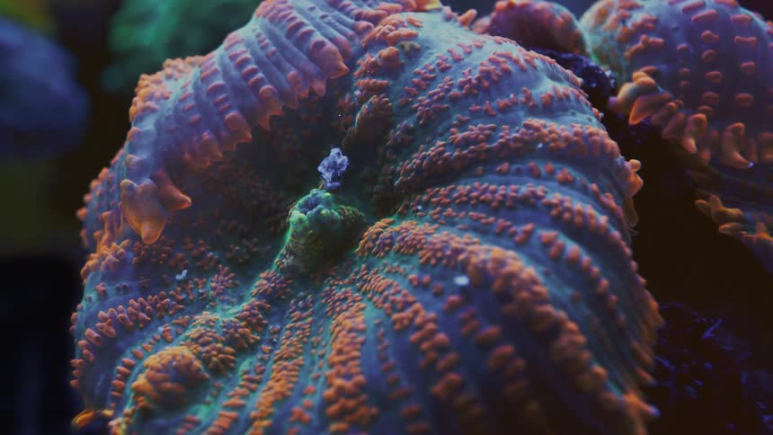 A mesmerizing extreme close-up of a colorful and textured Scolymia coral in an aquarium