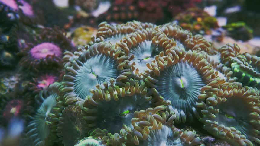 Mesmerizing macro shot of colorful coral polyps, also known as zoanthids, in an underwater marine aquarium