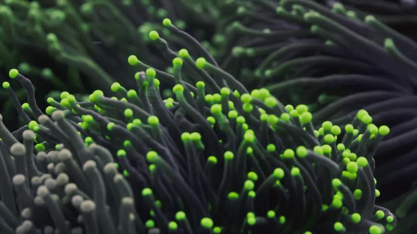 A hypnotic macro shot captures the fluorescent green tips of sea anemone tentacles swaying gently in the water