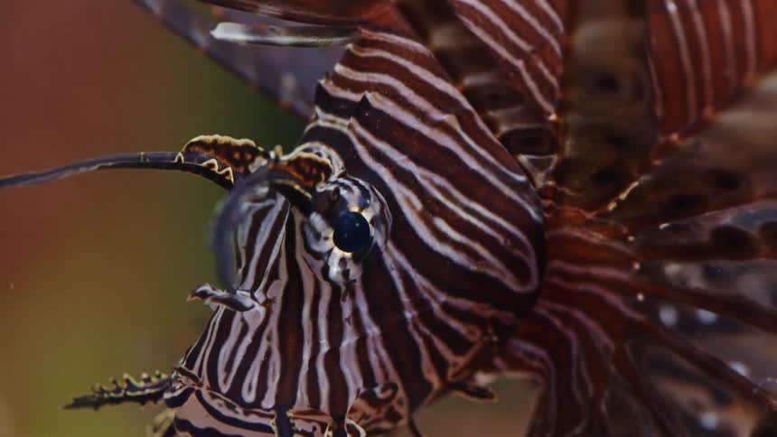An extreme closeup shot of a Red Lionfish, focusing on its intricate eye and striped facial patterns as it remains still in the water