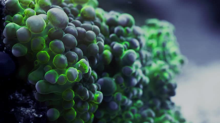 A macro close-up of fluorescent green bubble coral glowing in a dark, mysterious underwater environment