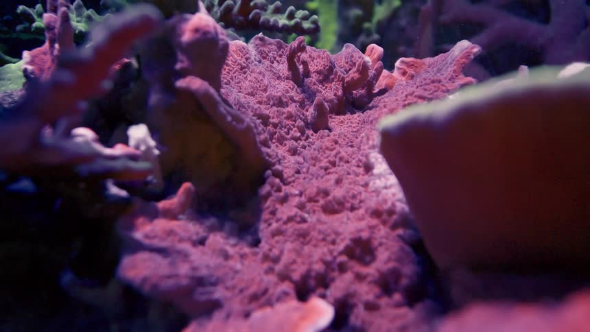 A detailed macro shot reveals the intricate, textured surface of a vibrant purple coral in an aquarium