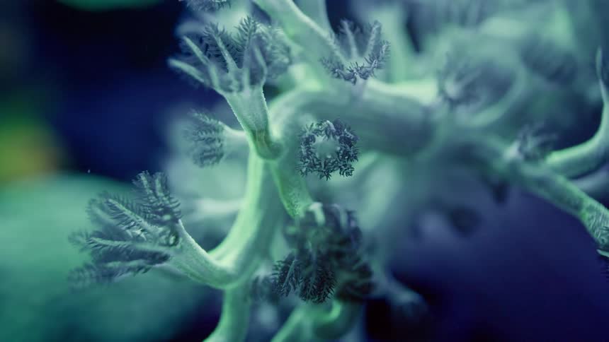 A mesmerizing macro shot reveals the alien-like structure of a bioluminescent sea creature
