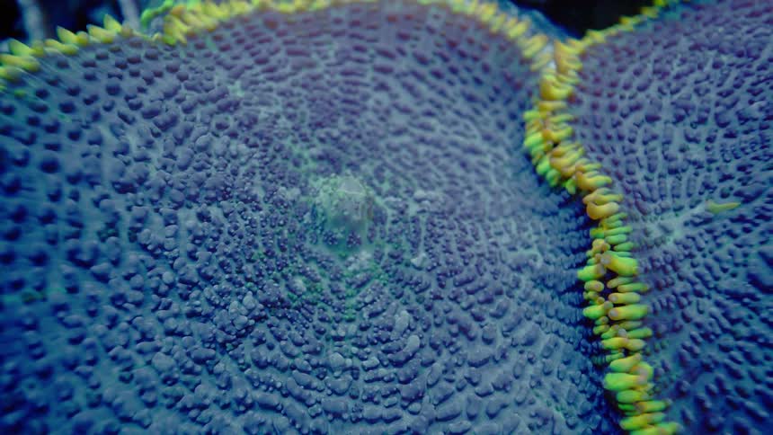 A hypnotic macro view reveals the bumpy, intricate texture of a vibrant blue and neon green mushroom coral