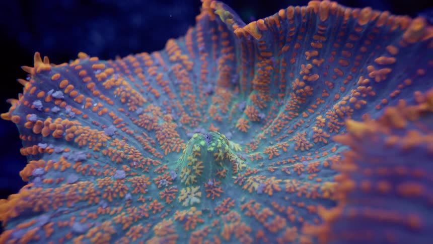 A mesmerizing macro close-up of a vibrant orange and blue mushroom coral, highlighting its intricate patterns