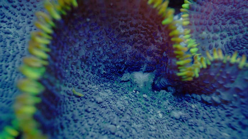 An extreme close-up time-lapse captures the alien-like blooming of a vividly colored coral