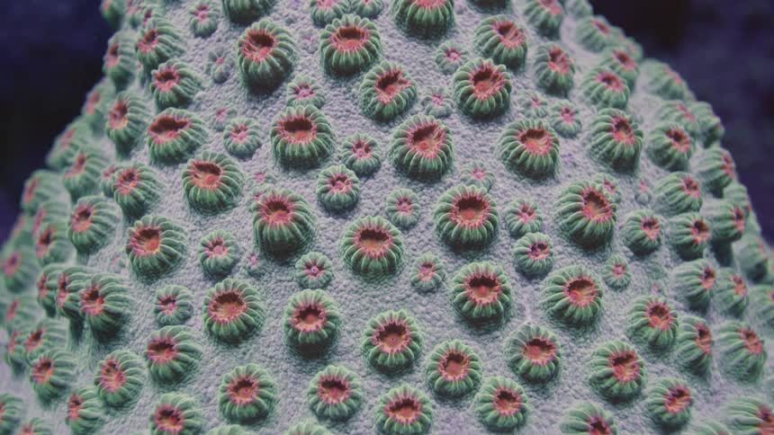 A mesmerizing macro slow zoom out reveals the intricate patterns of a colorful coral colony