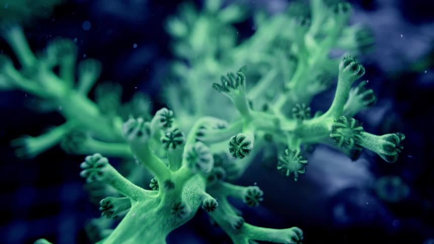 A microscopic, scientific view reveals a fluorescent green coral polyp organism living in the deep blue sea
