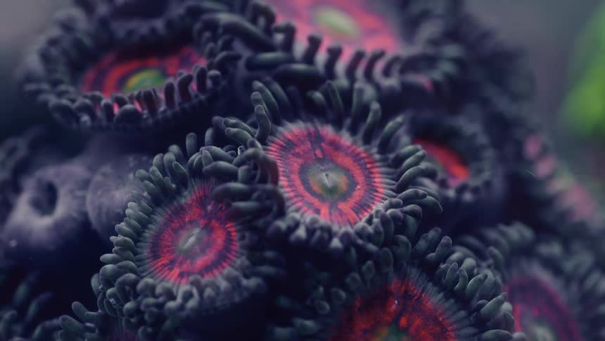 An extreme close-up macro shot reveals the otherworldly beauty of vibrant red and black Zoanthid coral polyps