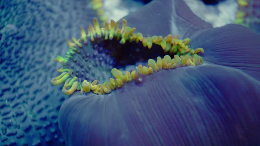 A beautiful purple carpet anemone with fluorescent green tentacles is captured in stunning macro detail