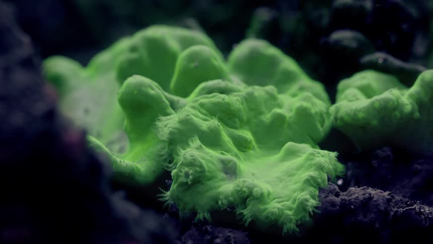 A vivid, fluorescent green carpet anemone shows its intricate textures in a macro underwater shot