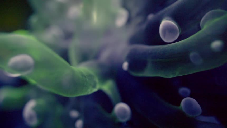 The glowing green and purple tentacles of a sea anemone sway gently in the dark water