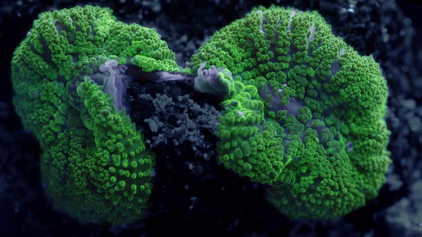 A macro close-up of a vibrant, bumpy, fluorescent green Ricordea mushroom coral