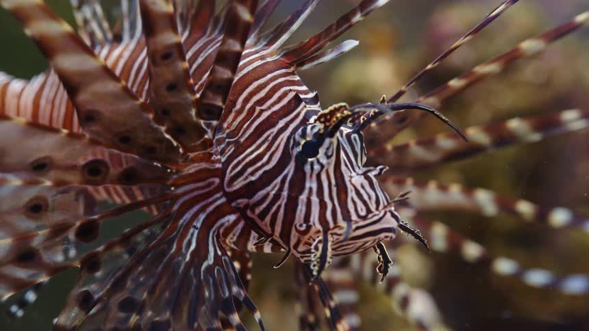 A close-up view of a venomous red lionfish with its distinctive stripes and feathery fins floating gracefully underwater