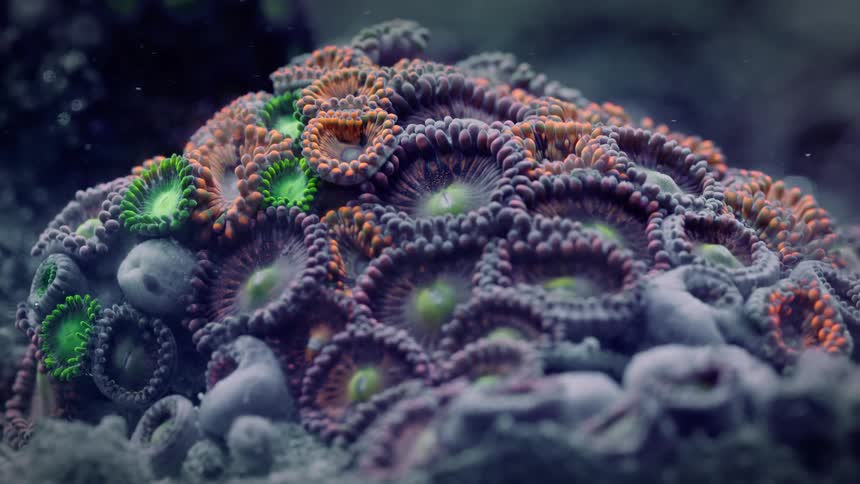 A vibrant macro view of a colony of colorful Zoanthid coral polyps swaying gently underwater
