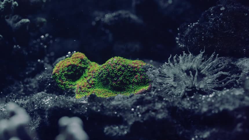 A mesmerizing close-up of vibrant green and orange Zoanthid coral alongside a delicate white sea anemone on the dark ocean floor