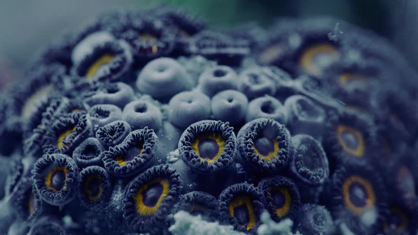 A tiny bristle worm crawls over an alien-like colony of dark purple and yellow zoanthid corals in a mesmerizing macro shot