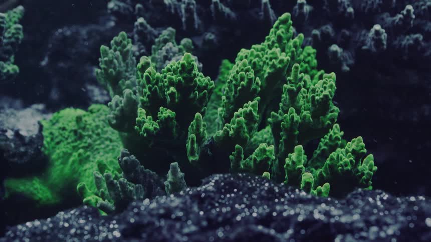 A macro shot of a vibrant green coral formation sitting on dark rock as particles float by in the water