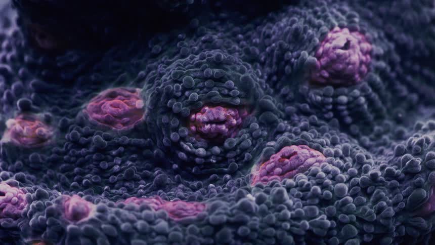 Extreme close-up revealing the alien-like textured surface of a purple and pink marine coral