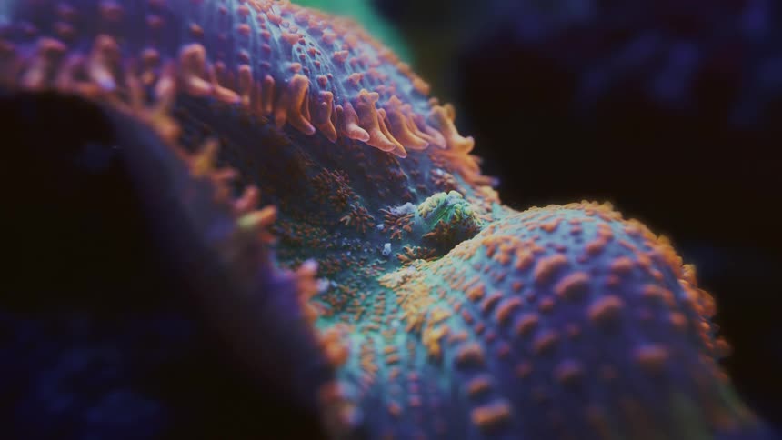 An extreme close-up reveals the stunning and alien-like textures of a vibrant mushroom coral