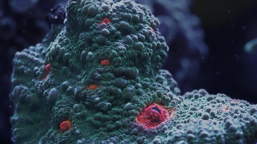 An extreme close-up captures the bumpy, alien-like texture of a green and red mushroom coral underwater