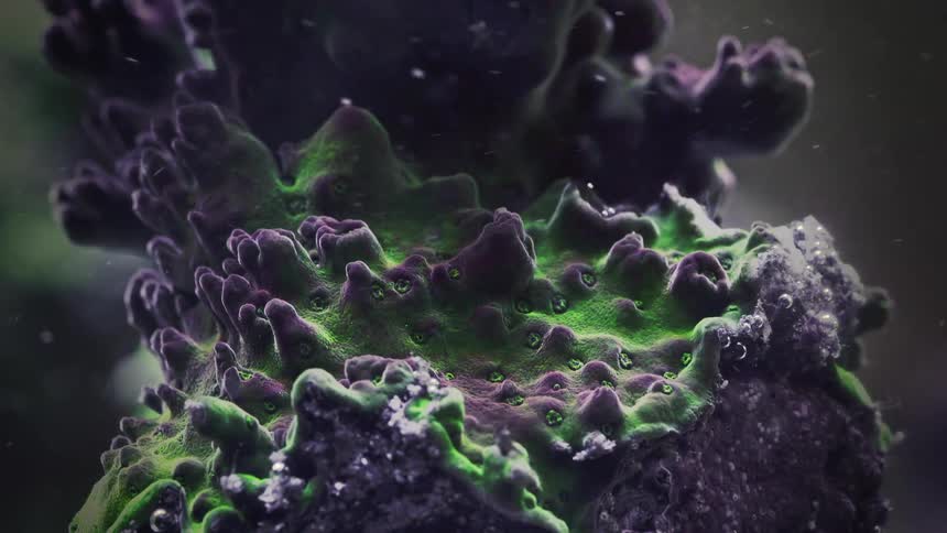 An otherworldly macro view of a vibrant green and purple coral, its textured surface detailed as particles drift by in the dark water