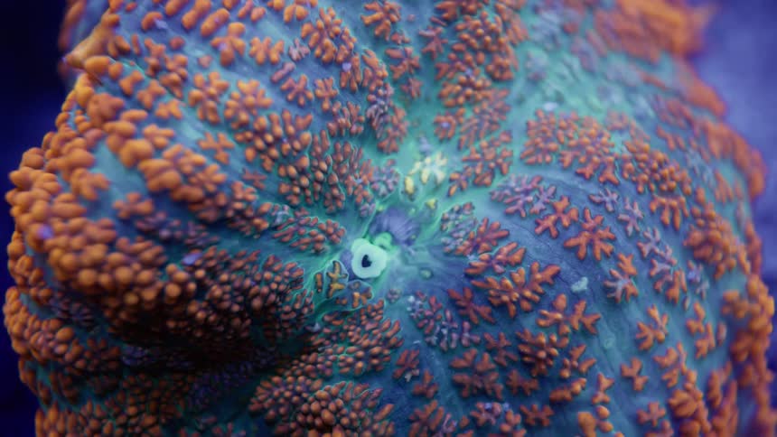 An extreme close-up reveals the detailed, textured polyps of a vibrant orange and teal chalice coral