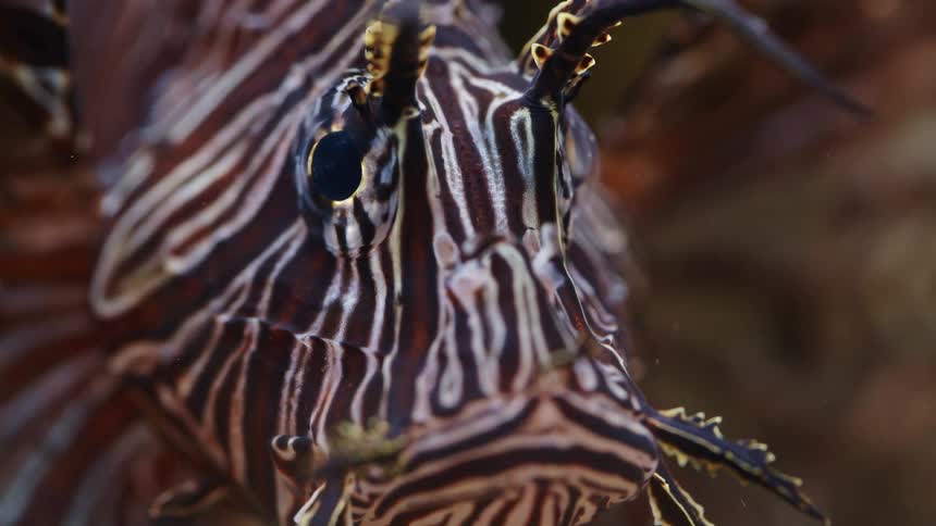 An extreme macro shot captures the intricate striped face and unblinking eye of a venomous lionfish