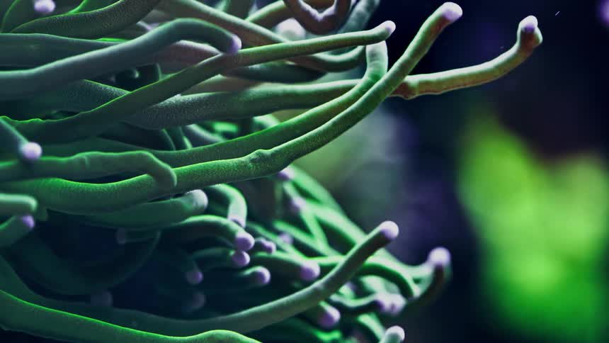 A vibrant green torch coral with purple tips gently sways its tentacles in the water current