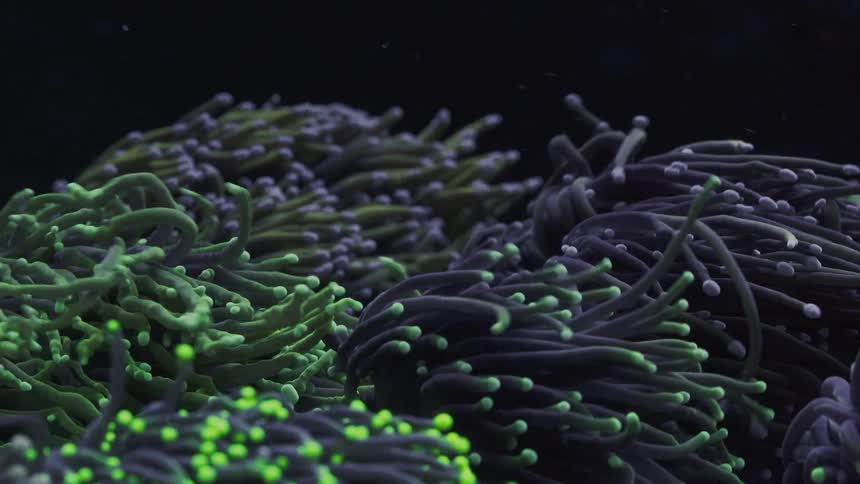 A hypnotic macro shot of vibrant purple and green torch coral tentacles swaying gently in the dark water