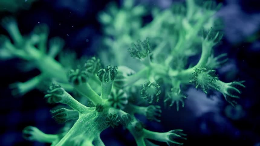 A close-up shot of bioluminescent green coral polyps glowing in the deep sea against a dark background
