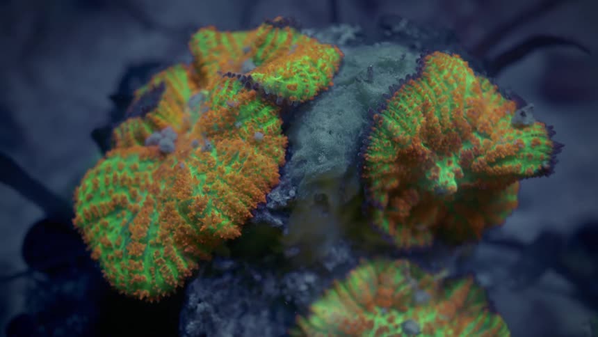 A macro shot reveals the vibrant orange and green patterns of a unique coral under blue light