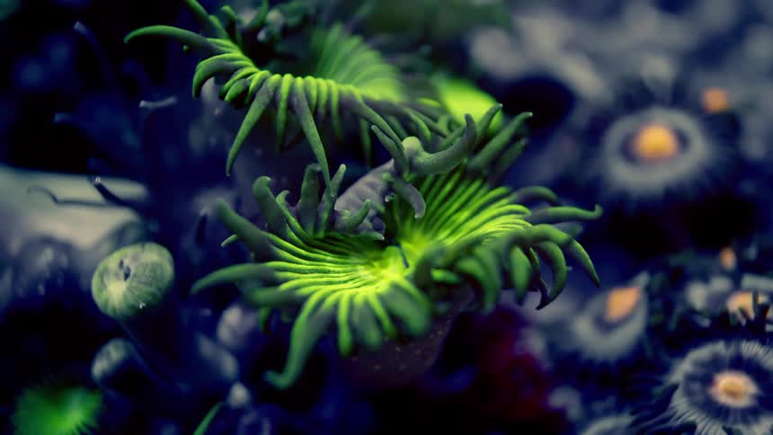 A mesmerizing macro time-lapse of a fluorescent green coral polyp slowly unfurling its tentacles underwater