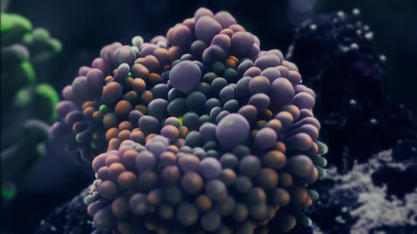 Ethereal macro shot of a vibrant rainbow Ricordea mushroom coral in a reef aquarium