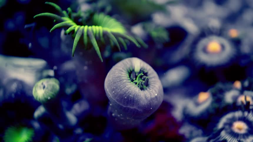 A mesmerizing macro shot of colorful coral polyps gently swaying and unfurling their tentacles in deep blue water