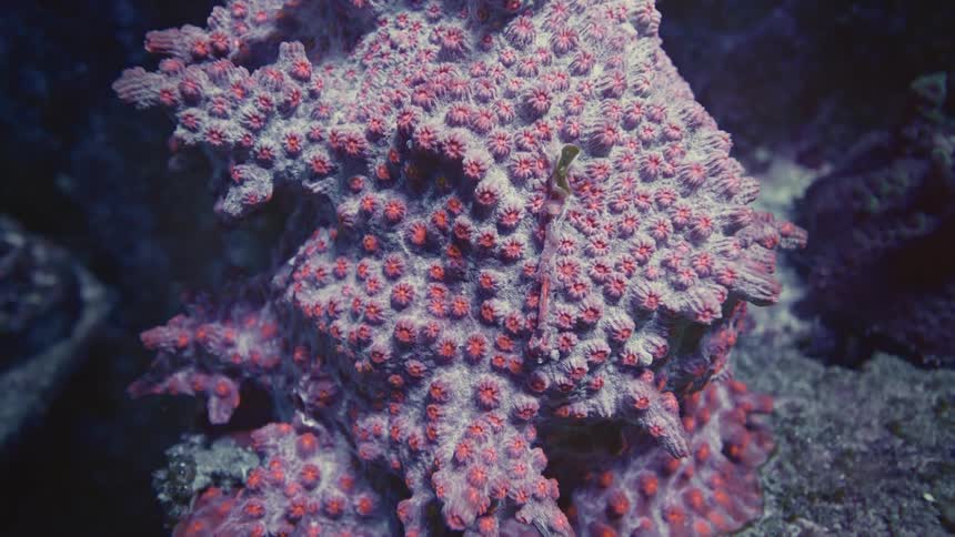 A detailed macro shot captures the vibrant colors and texture of a pink and red coral as the camera slowly zooms out