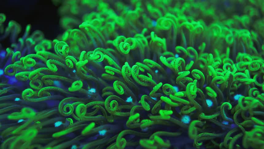 Mesmerizing macro shot of fluorescent green coral polyps with glowing blue mouths gently swaying in the current