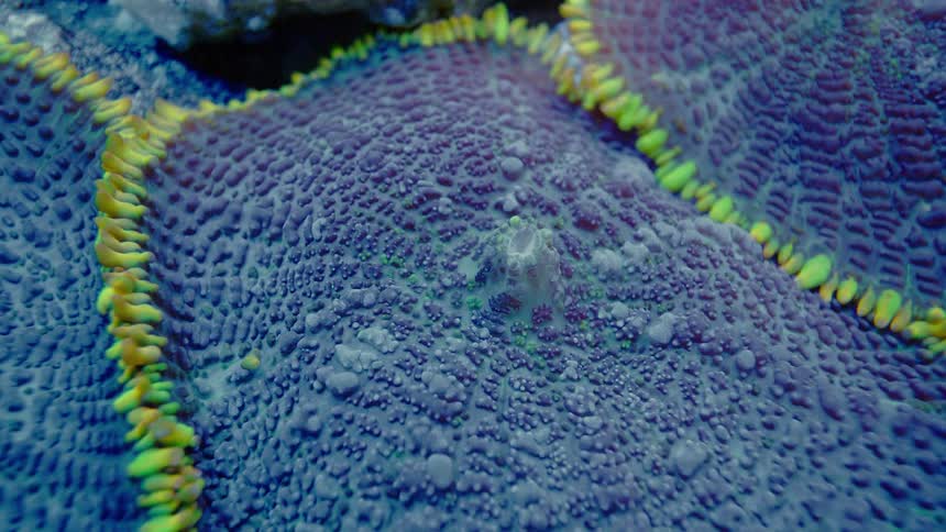 Extreme macro time-lapse of a vibrant purple and yellow-green coral showing its intricate texture
