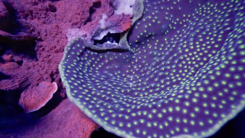 An otherworldly macro shot of vibrant purple and green polka-dotted coral fluorescing next to textured pink coral
