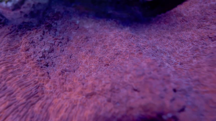 A vibrant macro view of the intricate, pulsating polyps of a purple and pink coral