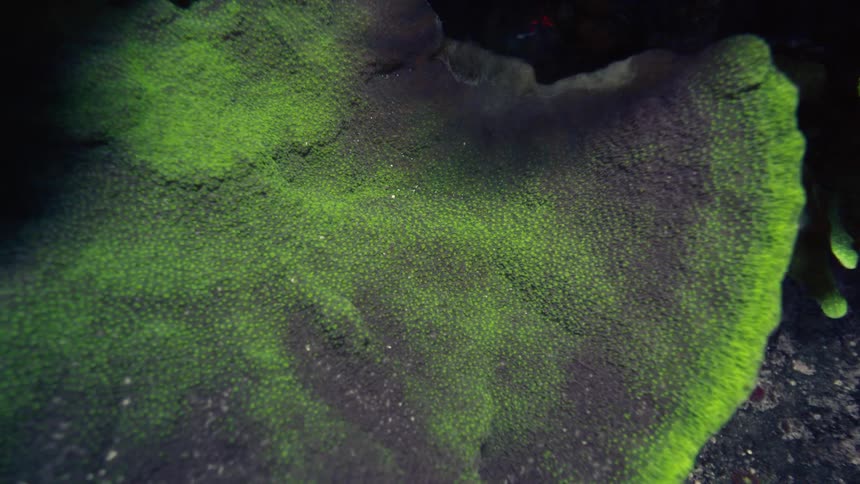 A close-up, macro view of a vibrant fluorescent green coral glowing brightly in the dark underwater environment