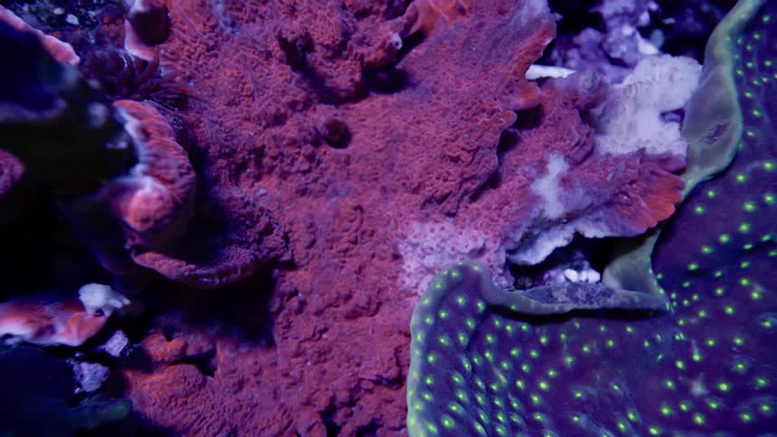 A slow reveal of otherworldly, fluorescent coral glowing in vibrant pink and green hues in the deep sea