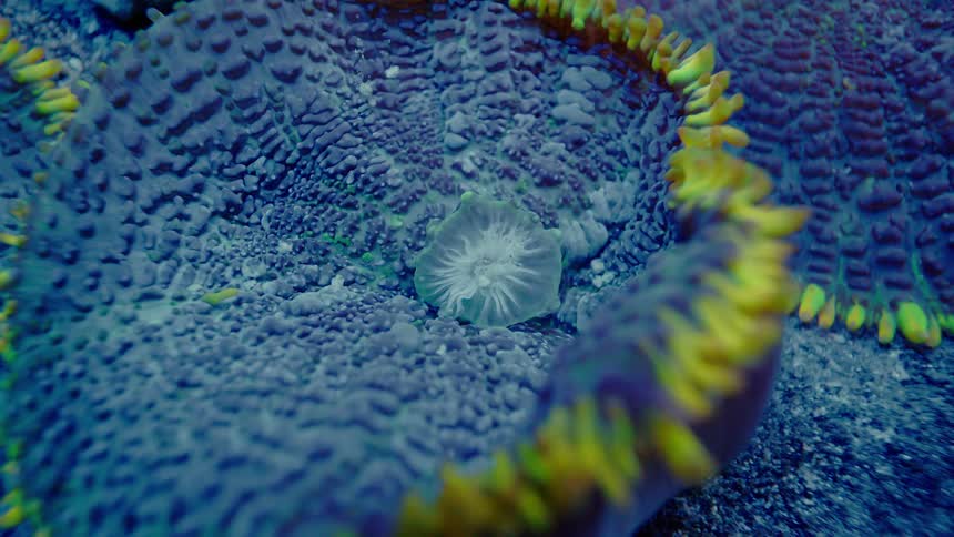 A macro focus pull reveals the intricate details and mouth of a vibrant blue and yellow-tipped sea anemone or coral