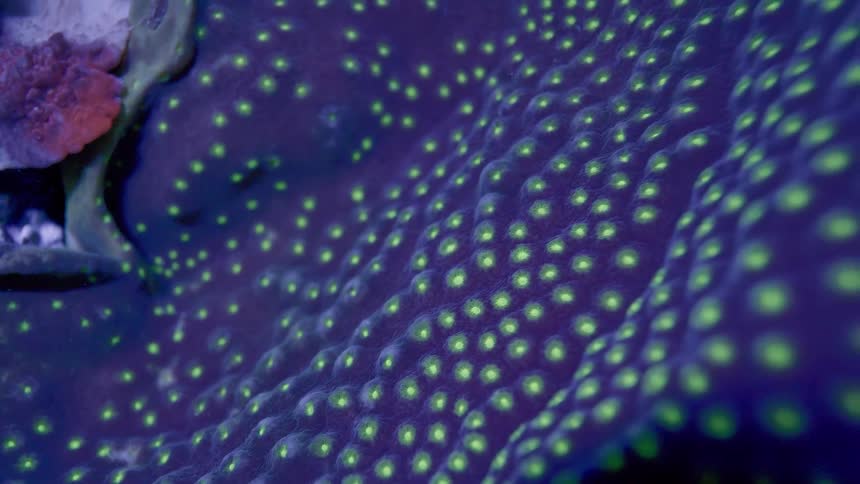 A stunning macro pullback shot of a purple coral reveals its undulating surface covered in glowing neon green polyps