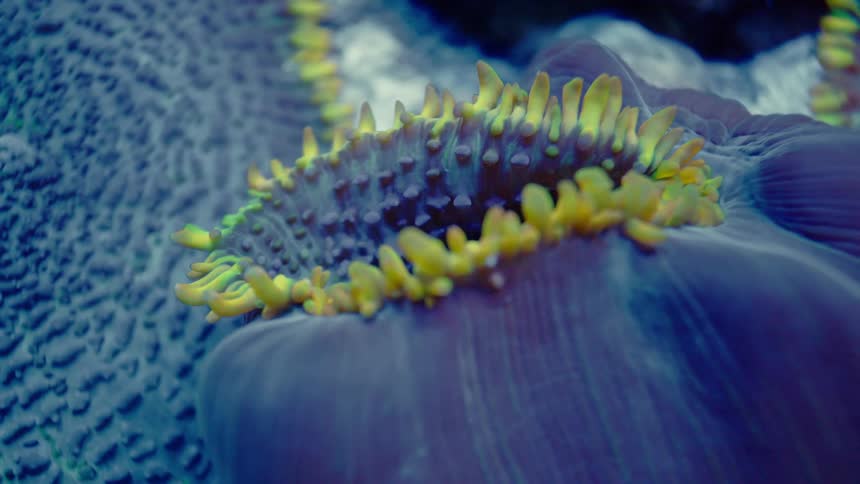 A vibrant purple and yellow zoanthid coral slowly contracts its mouth in a mesmerizing macro close-up