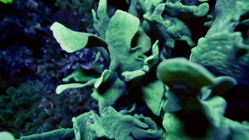 A macro slow pull back reveals an alien-like landscape of vibrant green and purple coral glowing in the dark