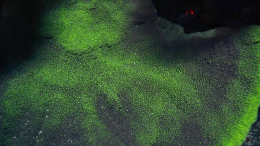A mesmerizing close-up of a vibrant green biofluorescent coral glowing in the darkness of the deep ocean