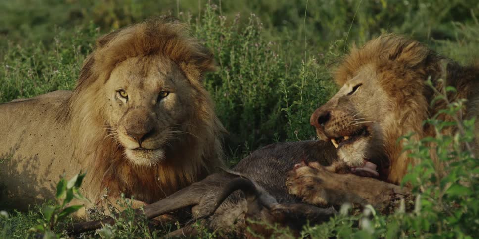 Two lions laying in lush grass, eating another animal
