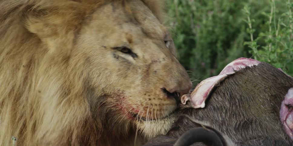Lions in a field eating their prey